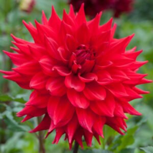 Alternative view of Dahlia Kenora Wildfire