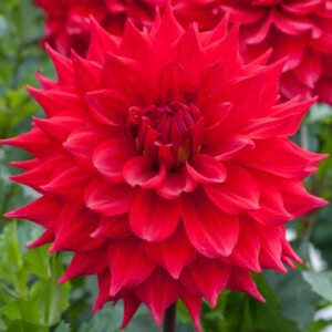 Dahlia Kenora Wildfire