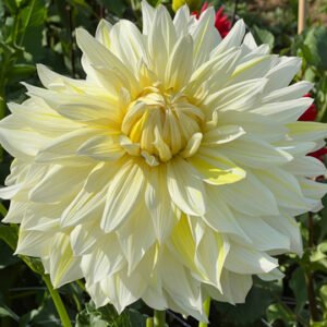 Dahlia La Luna