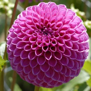 Alternative view of Dahlia Mary's Jomanda