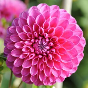 Dahlia Mary's Jomanda
