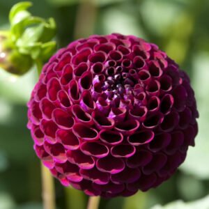 Alternative view of Dahlia Moor Place