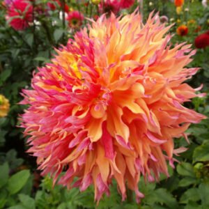 Alternative view of Dahlia Myrtle's Folly