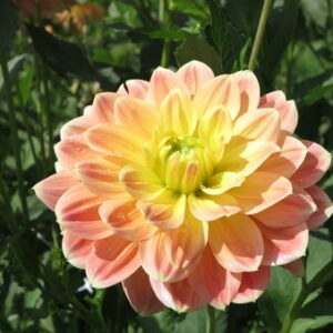 Dahlia October Sky
