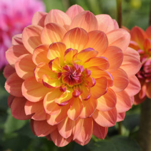 Dahlia Pam Howden