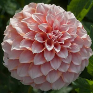 Dahlia Peaches