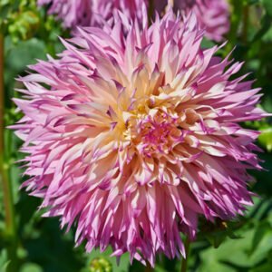 Dahlia Pinelands Princess