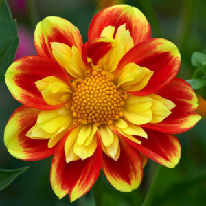 Dahlia Pooh
