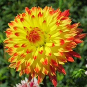 Dahlia Procyon