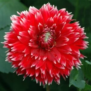 Alternative view of Dahlia Red and White Fubuki