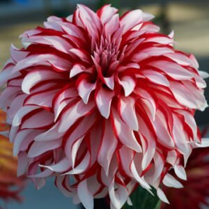 Dahlia Santa Claus
