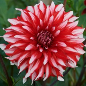 Alternative view of Dahlia Santa Claus