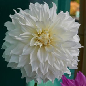 Dahlia Snowbound