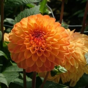 Dahlia Souvenir d'Eté