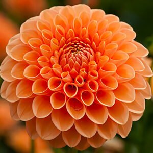 Dahlia Sylvia aka Maarn