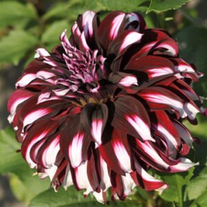 Alternative view of Dahlia Tartan