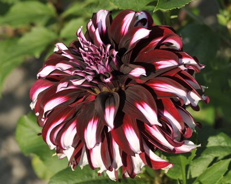 Dahlia Tartan - Image 2