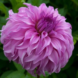 Alternative view of Dahlia Vassio Meggos
