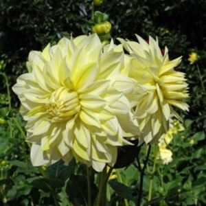 Alternative view of Dahlia La Luna