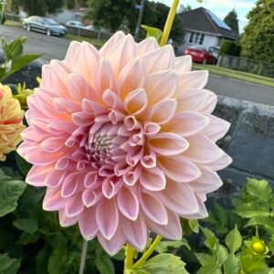 Alternative view of Dahlia Joal Kaitlyn