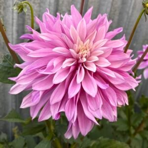 Dahlia Labyrinth Twotone