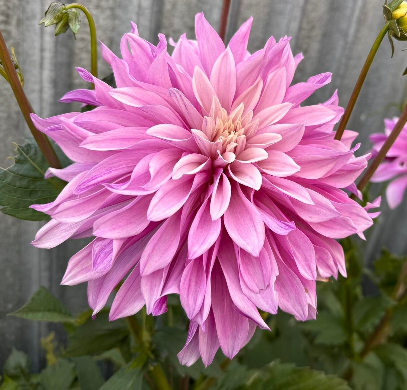 Dahlia Labyrinth Twotone