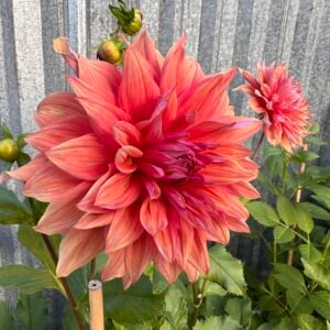 Alternative view of Dahlia Belle of Barmera