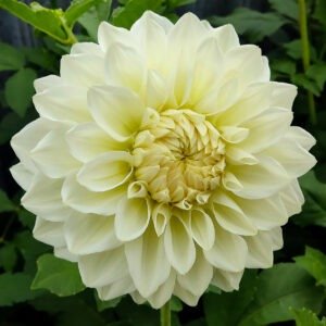 Alternative view of Dahlia Bull's Pride