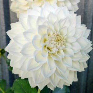 Dahlia Bull's Pride