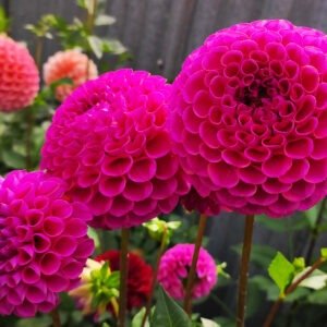 Alternative view of Dahlia Caitlyn's Joy