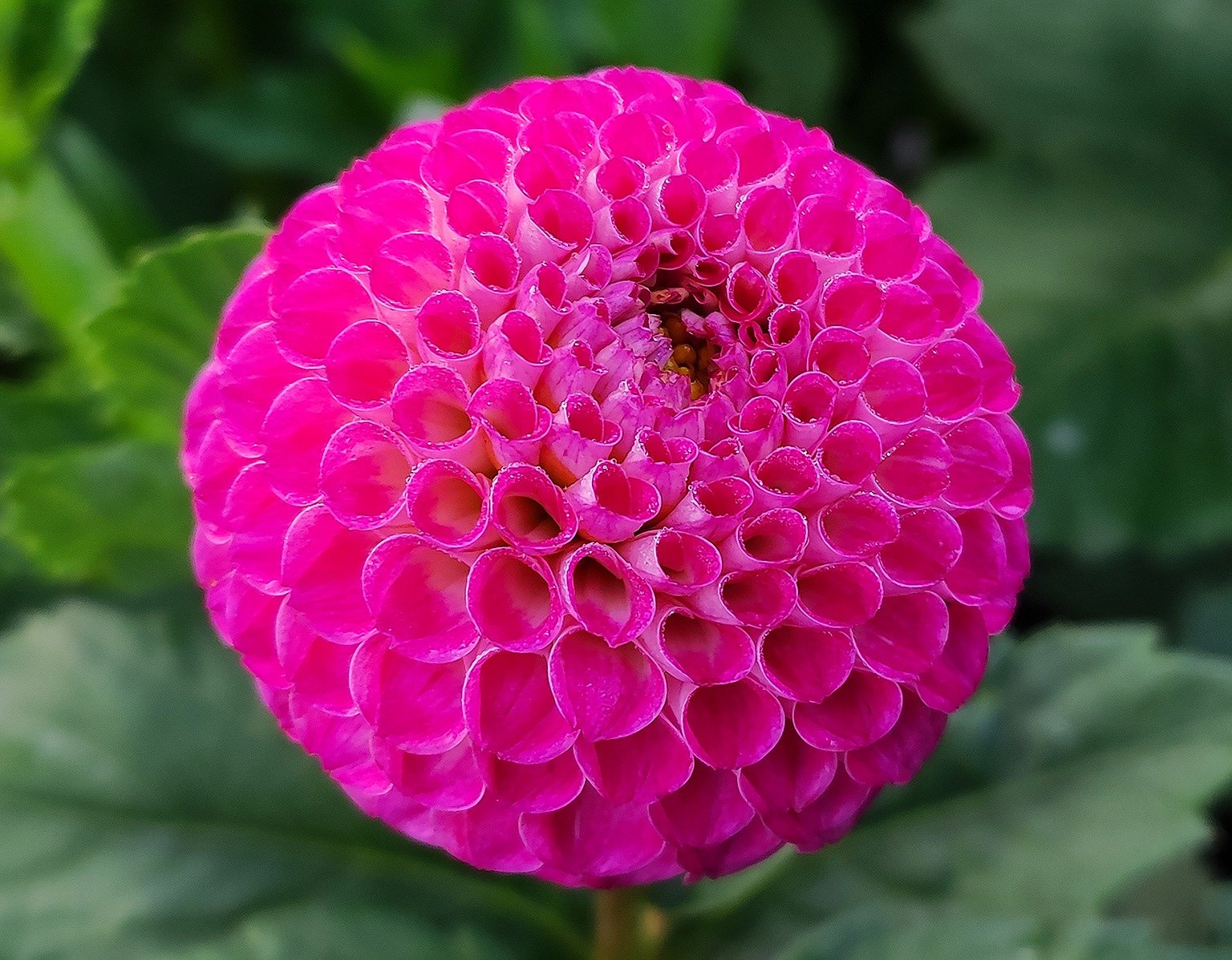 Dahlia Lakeland Polly - Image 2