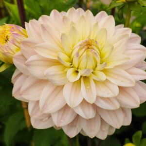 Dahlia Diana's Memory