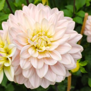 Alternative view of Dahlia Diana's Memory