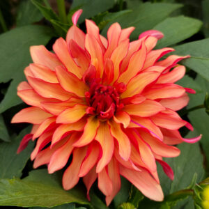 Dahlia Art Deco