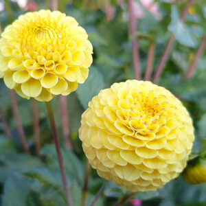 Dahlia Buttercup