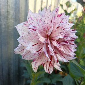 Dahlia Cincinnati Dancer