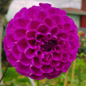 Dahlia Blue Danube