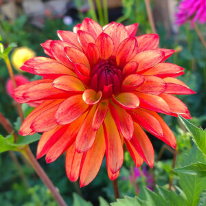 Dahlia Crazy Legs