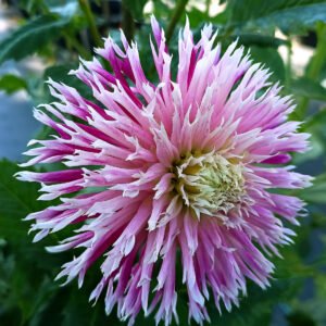Alternative view of Dahlia DD Frosted Lace