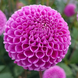 Dahlia Franz Kafka
