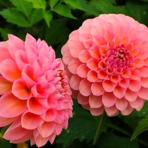 Dahlia Hamari Rose