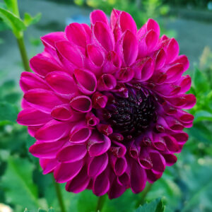 Dahlia JS Dorothy Rose