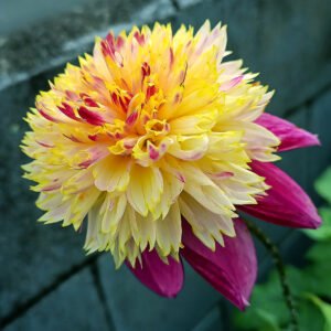 Dahlia Joal Jay Jay