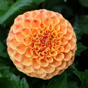 Dahlia Jodie Wilkinson