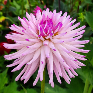 Dahlia Josudi Andromeda