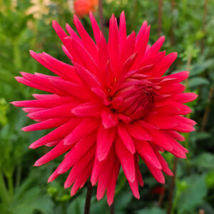 Dahlia Josudi Hercules