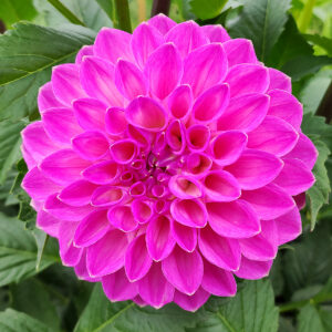 Dahlia Le Batt's Prime