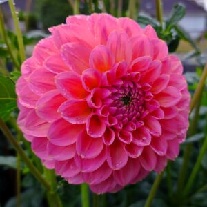 Dahlia Linda's Baby