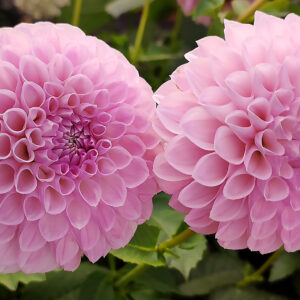 Dahlia Megan Dean