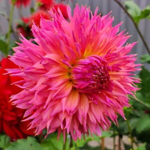 Dahlia Mrs Moe